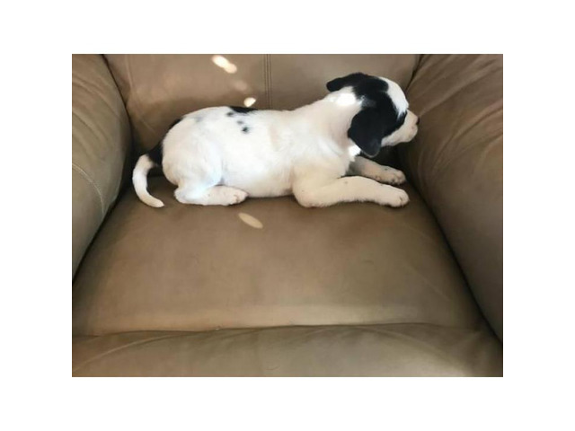 2 female Boxer Lab mix puppies Topeka Puppies for Sale Near Me