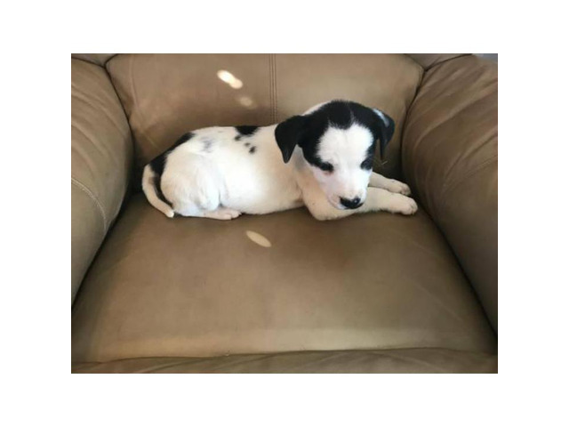 2 female Boxer Lab mix puppies in Topeka, Kansas Puppies for Sale Near Me