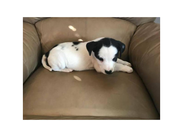 Lab Boxer Mix Puppies For Sale
