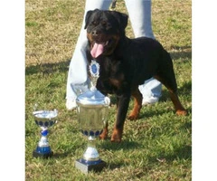 AKC German Rottweiler Puppies Champion European Bloodlines - 3