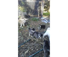 9 Siberian husky puppies with blue eyes need new house
