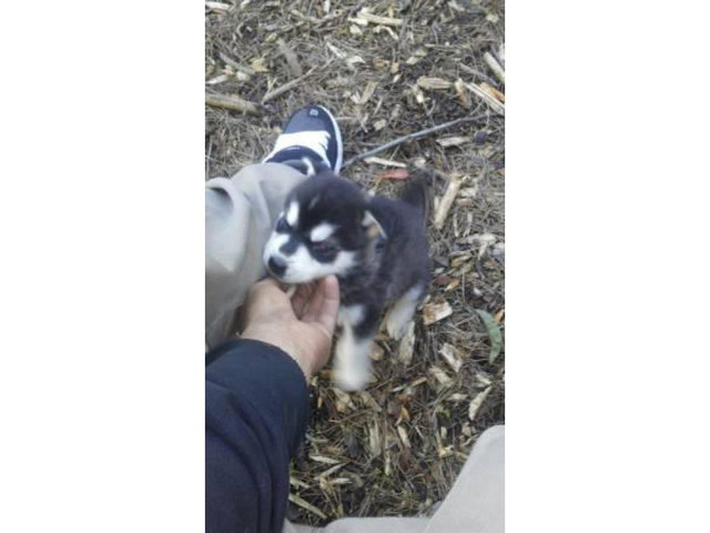 9 Siberian husky puppies with blue eyes need new house in ...