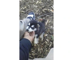 9 Siberian husky puppies with blue eyes need new house - 4