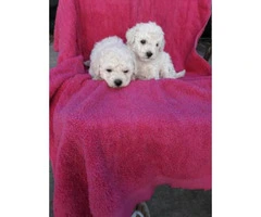 2 beautiful male Maltese Poodle mix puppies