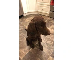 Male Chocolate lab puppy  4.5 month old