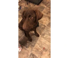 Male Chocolate lab puppy  4.5 month old - 3