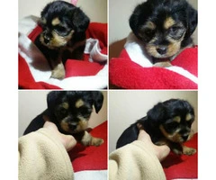 Yorkie poo female puppy available
