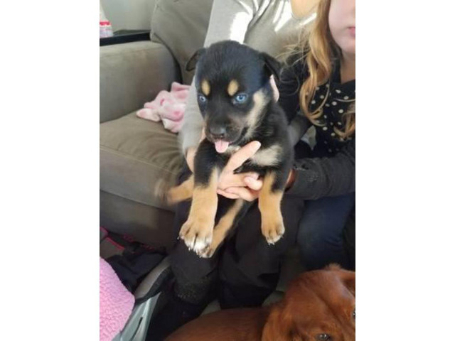 7 Rottsky Rottweiler Husky Mix Puppies In Kansas City Kansas Puppies For Sale Near Me