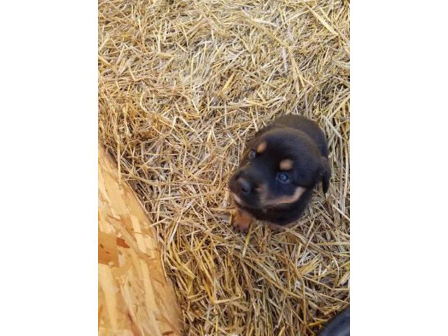 7 Rottsky Rottweiler Husky Mix puppies in Kansas City