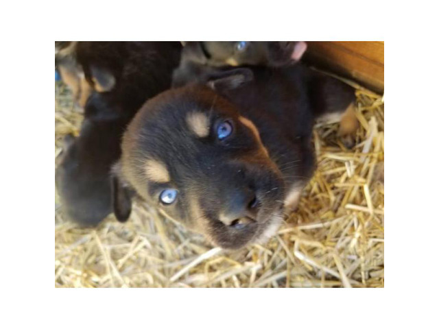 7 Rottsky Rottweiler Husky Mix puppies in Kansas City