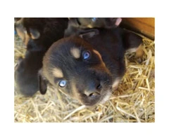 7 Rottsky Rottweiler Husky Mix puppies - 4
