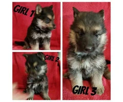 German Shepherd Puppies 5 males and 3 females
