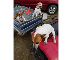 2 Short legged Pure Bred Jack Russell male puppies - 1