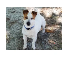 2 Short legged Pure Bred Jack Russell male puppies - 2