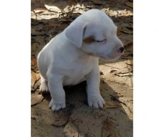2 Short legged Pure Bred Jack Russell male puppies - 4