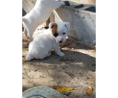 2 Short legged Pure Bred Jack Russell male puppies - 5