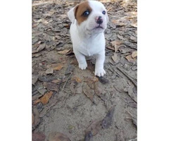 2 Short legged Pure Bred Jack Russell male puppies - 6