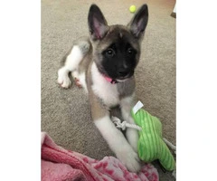 11 weeks old Akita puppy for sale