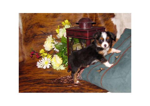 Beautiful toy aussies available ASDR registerable