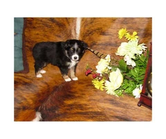 Beautiful toy aussies available ASDR registerable - 2