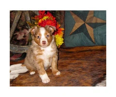 Beautiful toy aussies available ASDR registerable - 4