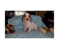 2 Red Piebald and 1 Dilute red all males Dachshund Puppies ...