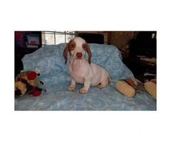 2 Red Piebald and 1 Dilute red all males Dachshund Puppies for sale
