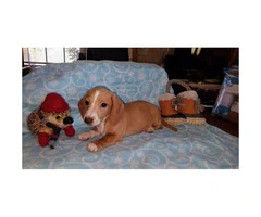 2 Red Piebald and 1 Dilute red all males Dachshund Puppies for sale - 2
