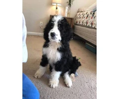 10 week old male Bernese Mountain Dog/ Standard Poodle Puppy - 2