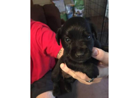 4 puppies Miniature Schnauzers