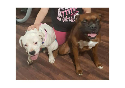 Full Blooded Boxer Puppies 5 males and 4 females
