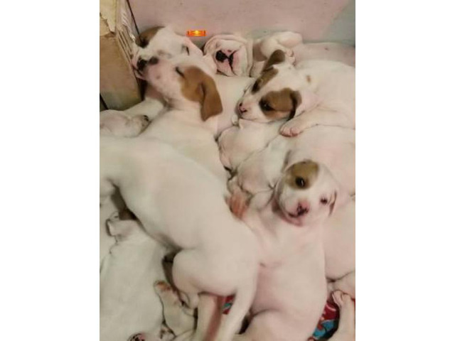 blooded boxer puppies for sale near me