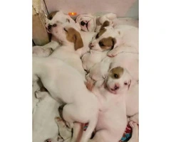 Full Blooded Boxer Puppies 5 males and 4 females - 2