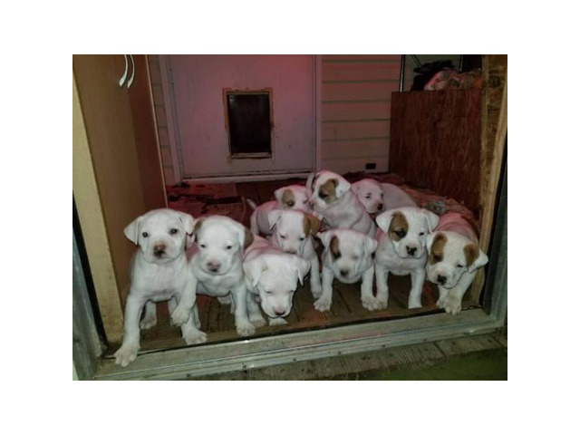 blooded boxer puppies for sale near me