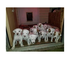 Full Blooded Boxer Puppies 5 males and 4 females - 3