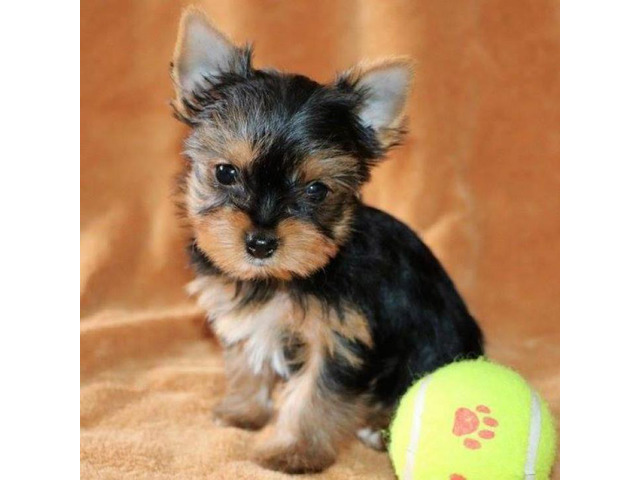 Teacup Yorkies For Xmas Adoption Puppies for Sale Near Me