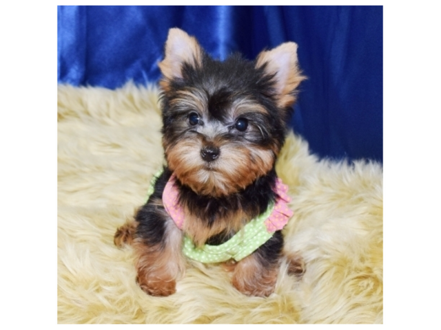 Teacup Yorkies For Xmas Adoption Puppies for Sale Near Me