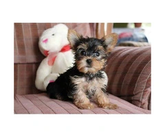 A Male,A Female Yorkies Ready For Xmas Home - 1