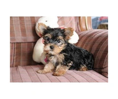 A Male,A Female Yorkies Ready For Xmas Home - 2
