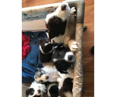 I've 7 puppies available - 4