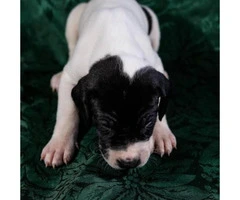 AKC Great Dane puppies from $500 to $1400