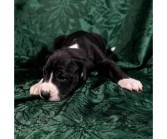 AKC Great Dane puppies from $500 to $1400 - 2