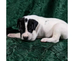 AKC Great Dane puppies from $500 to $1400 - 3