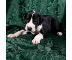 AKC Great Dane puppies from $500 to $1400 - 4