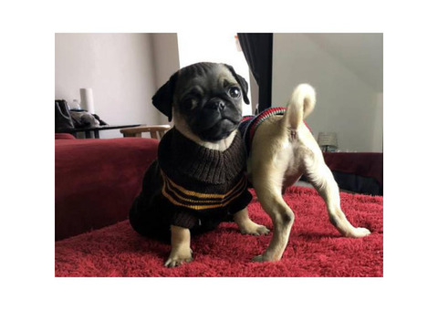 Gorgeous pug puppies $500