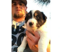 5 male collie pups for sale