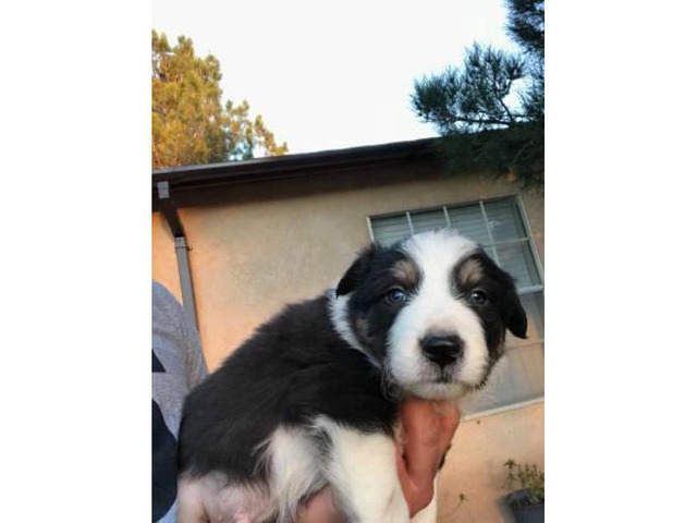 5 male collie pups for sale in Albuquerque, New Mexico