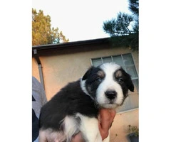 5 male collie pups for sale - 3