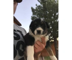 5 male collie pups for sale - 4