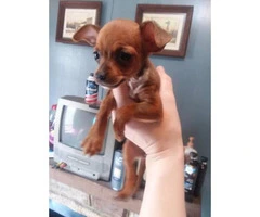 3 female Chihuahua Puppies 8 week old